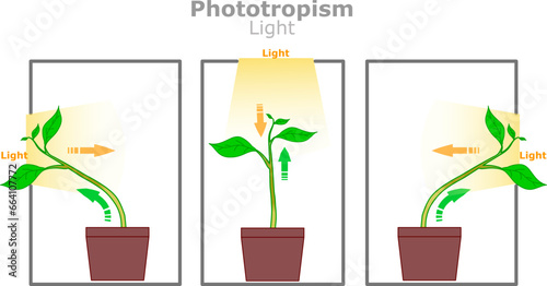 Phototropism light. Plant grows in the direction of sun, with auxin hormone. Maximize energy absorption for photosynthesis. Illustration vector