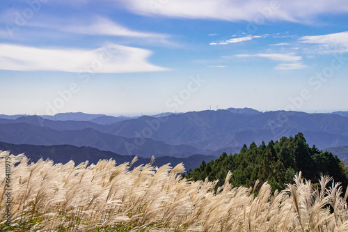 秋、和歌山県生石高原のススキ野原