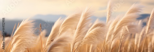 Pampas grass outdoor in light pastel colors. banner