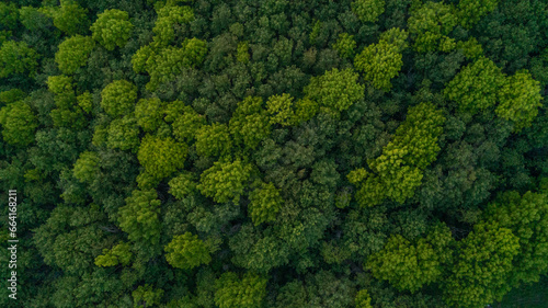Looking down from a bird's eye view at green treetops in a forest