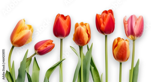 Set of orange color tulip flowers isolated on transparent background. flat lay.