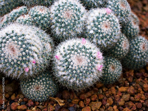 Closeup cactus Mammillaria Hahniana ,Mammillaria Prolifera Hybrids Cactus ,Old lady pincushion