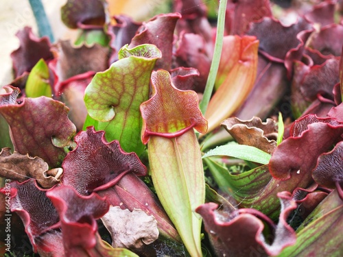 Carnivorous Pitcher plant ,Pitfall traps-a prey-trapping ,Sarracenia purpurea Carnivorous plants ,Purple Pitcher shaped pitfall traps 