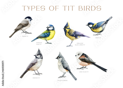 Tit bird types watercolor illustration set. Hand drawn various forest and garden bird collection. Chickadee, titmouse, great tit isolated on white background