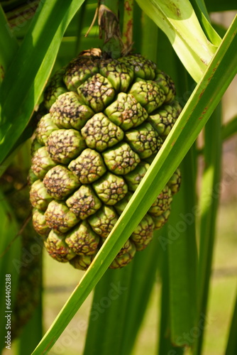 Pandanuss balfouri fruit (Screwpine) hanging on the tree and seen from below, Vanua Lava, Banks Islands, Vanuatu, Melanesia