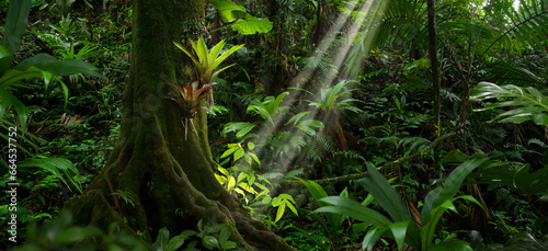 Large tree in the jungle with a bromeliad on its trunk