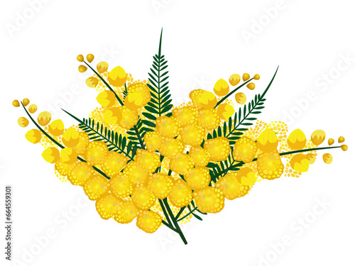 the golden wattle, Australia national flower vector illustration, Acacia pycnantha Benth vector image