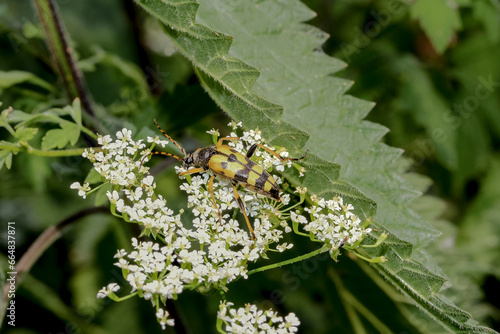 Käfer Gefleckter Schmalbock, Rutpela maculata