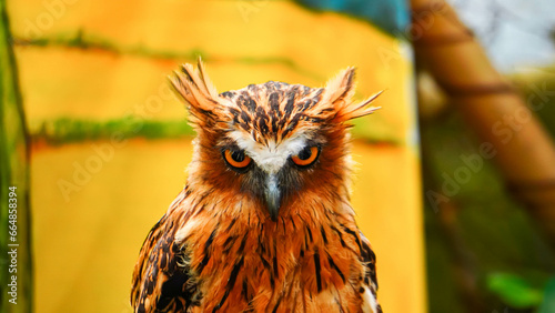 closeup photo of a bird with a blurred background