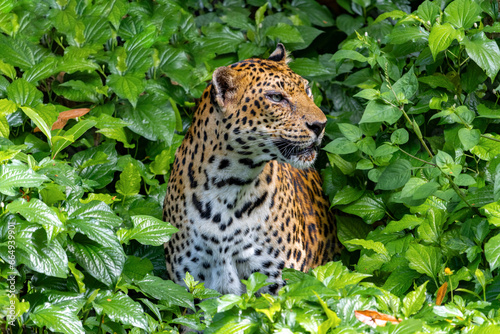 The Indochinese leopard (Panthera pardus delacouri) peeking out from tropical plants