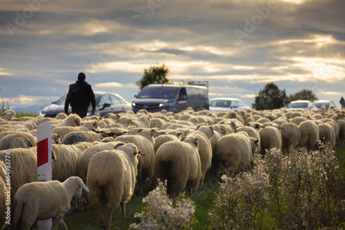 Redyk jesienny 2023 w Kluszkowcach. Wypas owiec na pastwiskach.
