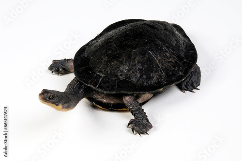 Eastern long-necked turtle // Glattrücken-Schlangenhalsschildkröte (Chelodina longicollis)