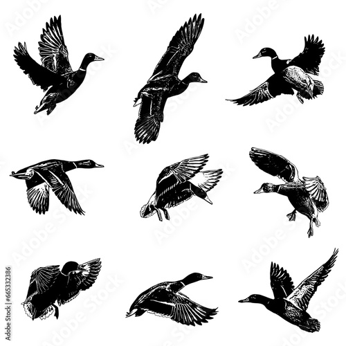 set of silhouettes of mallard duck illustration vector
