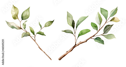 Branch garden watercolor clipart illustration with isolated background
