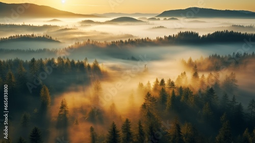 early morning sunrise foggy forrest, treetips standing out of fog autumn fall foggy fall sunrise drone shot