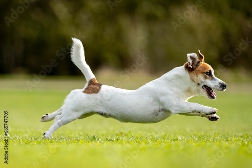 Jack Russell Terrier sprinting across a lush green grass field.
