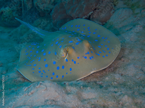 Bluespotted stingray Ogończa niebieska