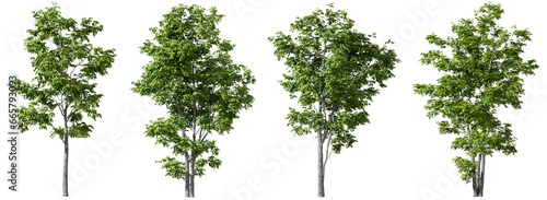 Trees decorate shapes set on transparent backgrounds 3d render png