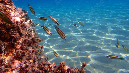 Ornate wrasse (Thalassoma pavo) undersea, Aegean Sea, Greece, Halkidiki