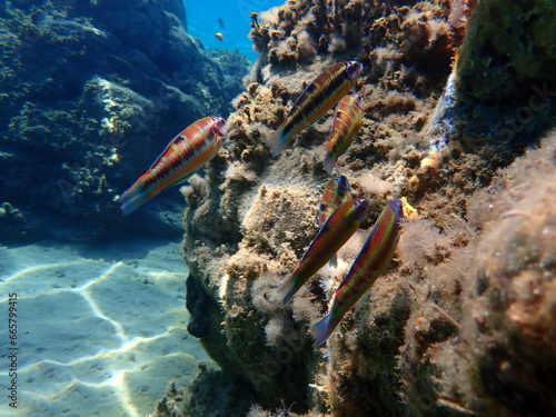 Ornate wrasse (Thalassoma pavo) undersea, Aegean Sea, Greece, Halkidiki