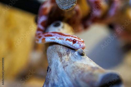 Albino corn snake - (Pantherophis guttatus)