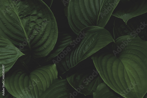 Dark green foliage background with copy space. Natural leaves, green tropical forest, background, hosta