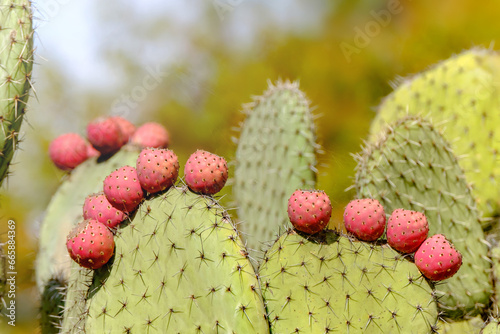 Cactus closeup, prickly pear or opuntia ficus - indica with purple ripe fruits on the Canary Islands.