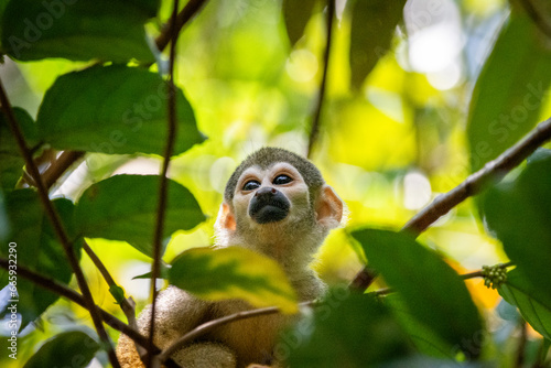 Squirrel Monkey on tree branch in green amazon rainforest