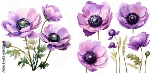 Purple anemone flower illustration clipart. Generative AI.