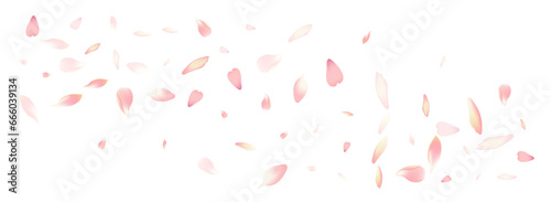 Pink Flower Petal Vector White Background. Color