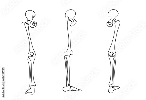 Human leg bones. One line