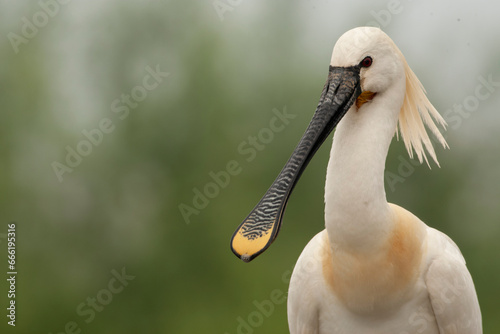 Eurasian Spoonbill, Platalea leucorodia