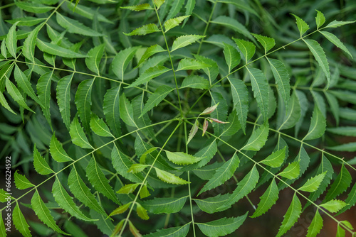 Neem tree leaves close up Natural Medicine - Azadirachta indica