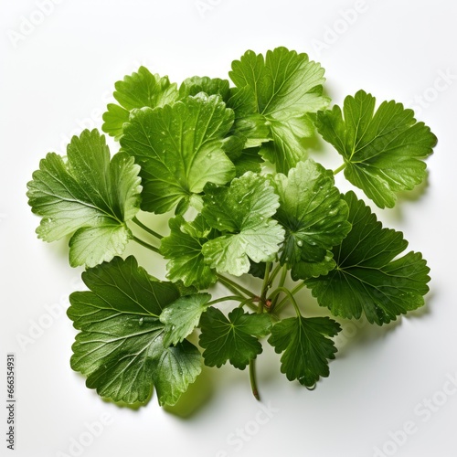 Centella Asiatica Leaves Isolated White Background, Hd , On White Background 
