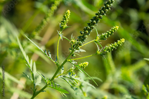 Flower of a common ragweed, Ambrosia artemisiifolia