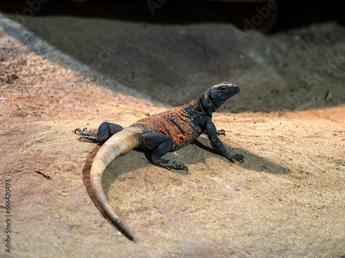 Northern Chuckwallas, Sauromalus obesus, stocky lizard lying on a rock basking.
