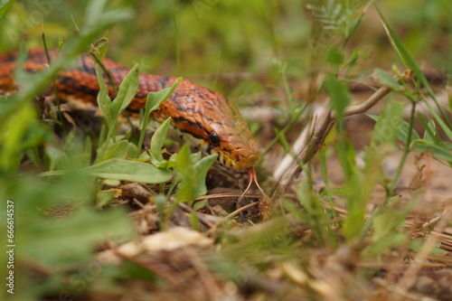Adult Female Corn Snake