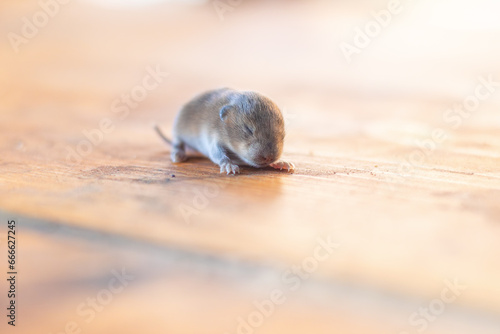 a little cub mouse, a baby vole on a wooden plank