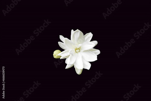 beautiful fresh jasmine white flower texture in black background,in india known as mogra,jui,chameli,mallika,jai,it is national flower of philippines 