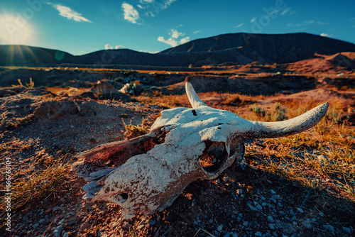 Cow skull on dry desert land