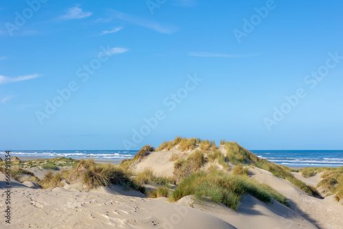 White sand beach at north sea coast, European marram grass (beach grass) on the dune, Ammophila arenaria is a species of grass in the family Poaceae, Dutch Wadden Sea island, Terschelling, Netherlands