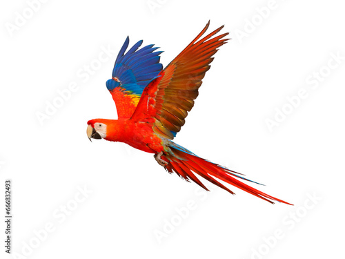 red and yellow macaw