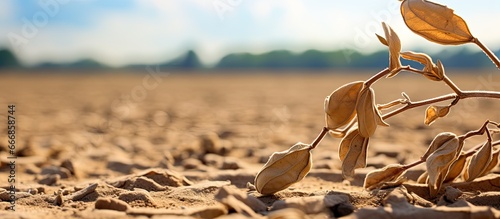 Soybean crop ruined by field drought