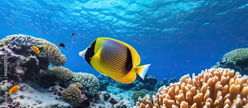 Black butterflyfish in the Red Sea coral reef