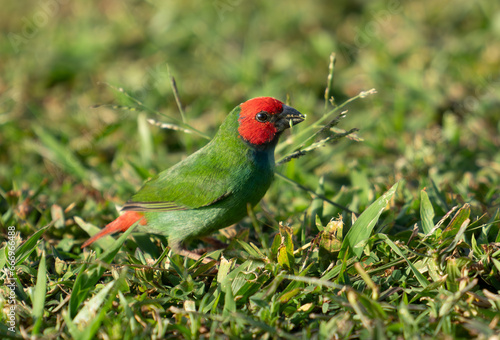 The diminutive colourful parrot-finch feeding