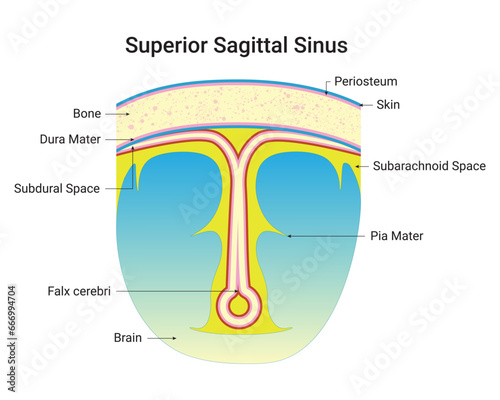 Superior Sagittal Sinus Science Design Vector Illustration Diagram