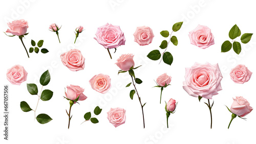 A collection, set of bunch of pink roses with green leaves , transparent PNG