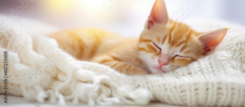 Ginger kitten in cozy sweater naps on white carpet with toy