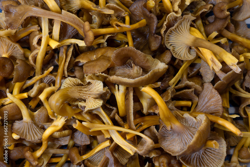 Bunch of washed and cleaned brown and yellow funnel chanterelle edible mushrooms drying