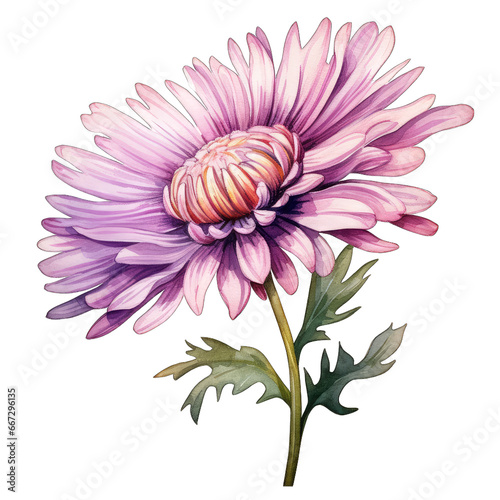 Purple pink aster isolated on white background